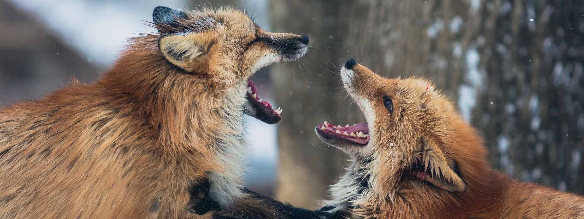 foxes arguing